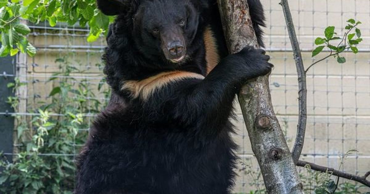 В Шотландії помер азійський чорний ведмідь з Донеччини, якого врятували ЗСУ