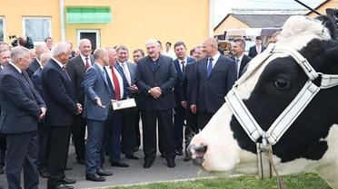 лукашенко та корова_1 / © Прес-служба президента Білорусі