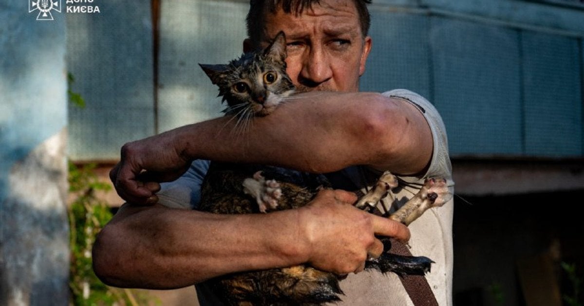 Котик испуганный, но живой