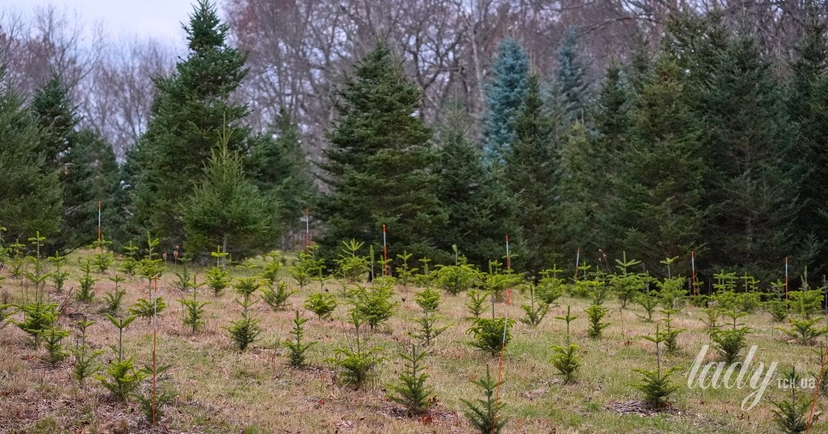 Чи можна висадити ялинку після свят