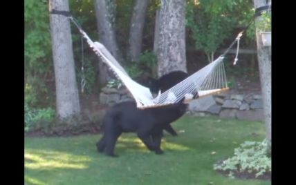 В Сети появилось видео, на котором двое неуклюжих медвежат забавно балансируют на гамаке