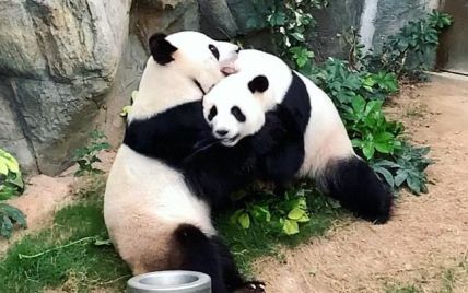 Карантин допоміг: у Гонконгу панди спарувалися вперше за 10 років спроб персоналу звести їх