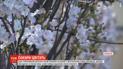 Рожеві сакури розквітли у центрі Чернівців