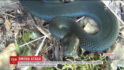 Змеи атакуют. Четырех человек после укусов ядовитых змей госпитализированы во Львовской области