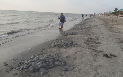 На Арабатці мертвих медуз збирали лопатами і вантажили на трактор: у людей здали нерви 