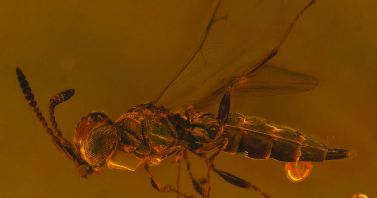 Ученые назвали новый вид древних насекомых в честь культового британского певца