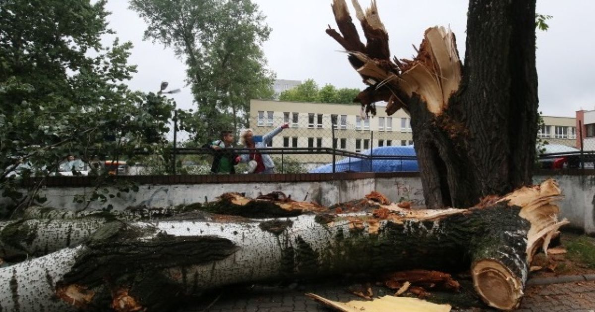 Раненые люди и поломанные деревья: Польшу атаковали разрушительные ураганы