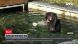 У Вінницькому зоопарку народилися четверо пташенят чорних лебедів | Новини України