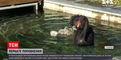 У Вінницькому зоопарку народилися четверо пташенят чорних лебедів | Новини України