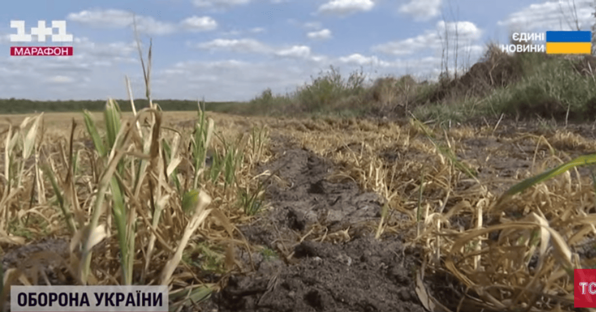В Украине из-за непогоды гибнут пшеница и ягоды: чего ожидать от урожаев