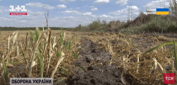 В Украине из-за непогоды гибнут пшеница и ягоды: чего ожидать от урожаев