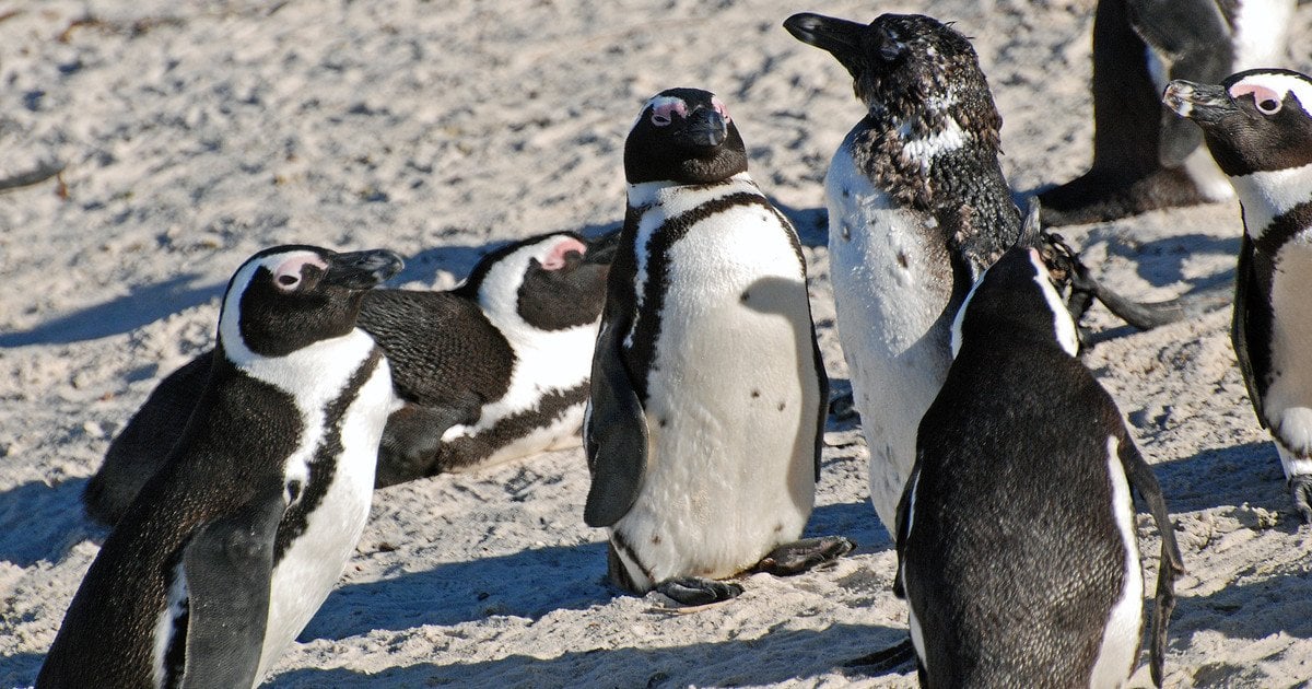 Африканський пінгвін. Фото: Harvey Barrison/CC BY-SA 2.0
