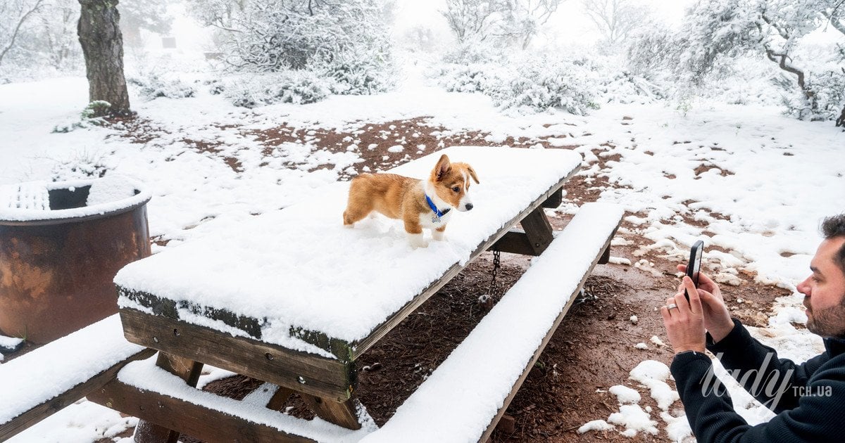 Чому «милі» відео з котиками та песиками — не такі вже й чудові