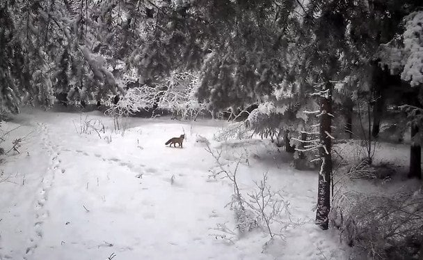  / © скрін з відео