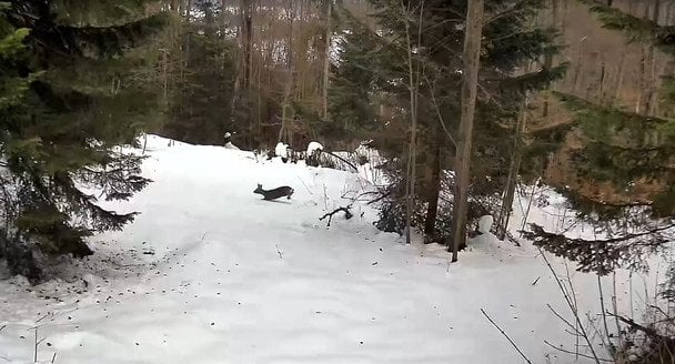  / © скрін з відео