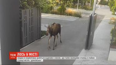 Лось у великому місті: сохатий від ранку гасає вулицями столиці