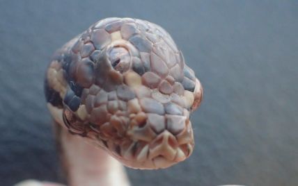 В Австралии посреди шоссе нашли змею с тремя глазами