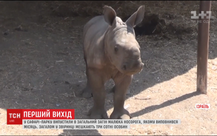 Немовля на півцентнера. В Ізраїлі в сафарі-парку показали новонародженого малюка носорога