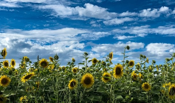 Народні прикмети 8 липня / © unsplash.com