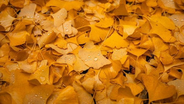 Народні прикмети 7 листопада / © unsplash.com