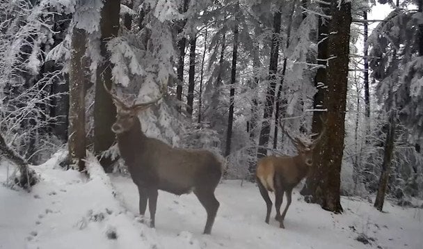  / © скрін з відео