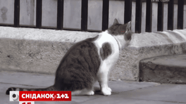 Актуальний інтернет. Полісмен дав під зад коту прем’єра Великобританії
