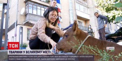 Новини України: у Дніпрі американка вигулювала порося і теля, через що ледь не лишилася без житла