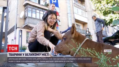 Новини України: у Дніпрі американка вигулювала порося і теля, через що ледь не лишилася без житла
