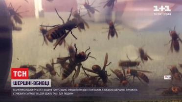 Шершні-вбивці: у США знищили гніздо гігантських комах