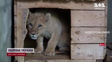У львицы, которая бродила по улицам на Харьковщине, кардинально изменилась жизнь! Невероятная история