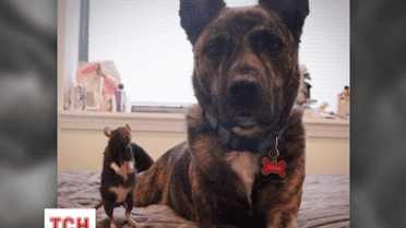 Зворушлива дружба вівчарки і щура підкорила інтернет