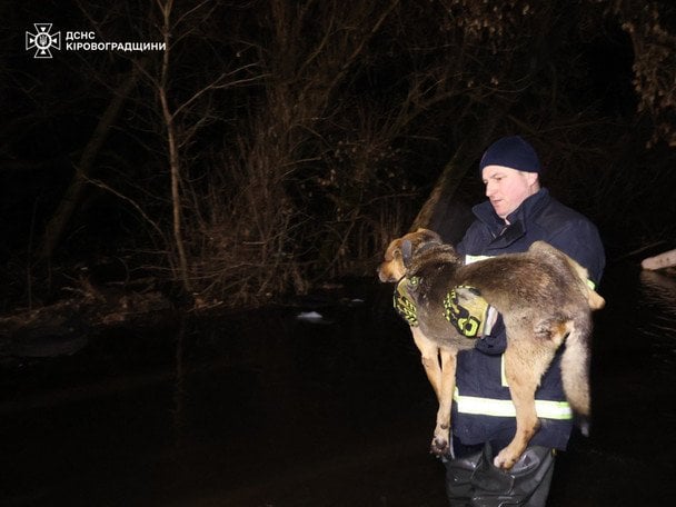 Потоп у притулку