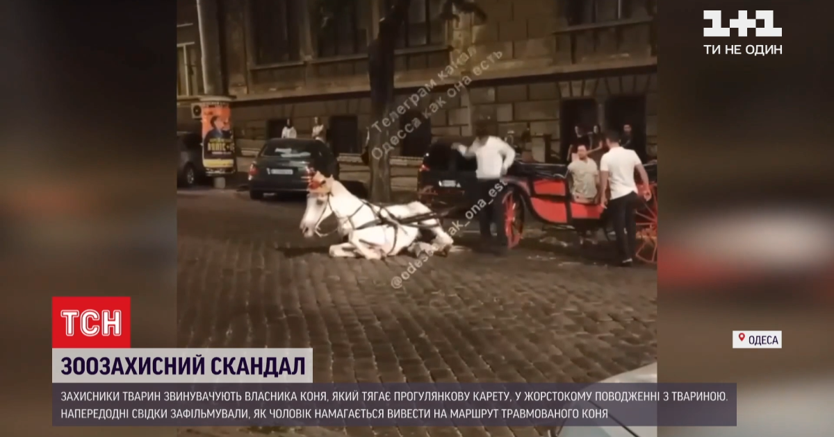 В Одесі знесилений кінь, що тягнув карету, впав посеред міста: перехожі ледь не вчинили самосуд над власником