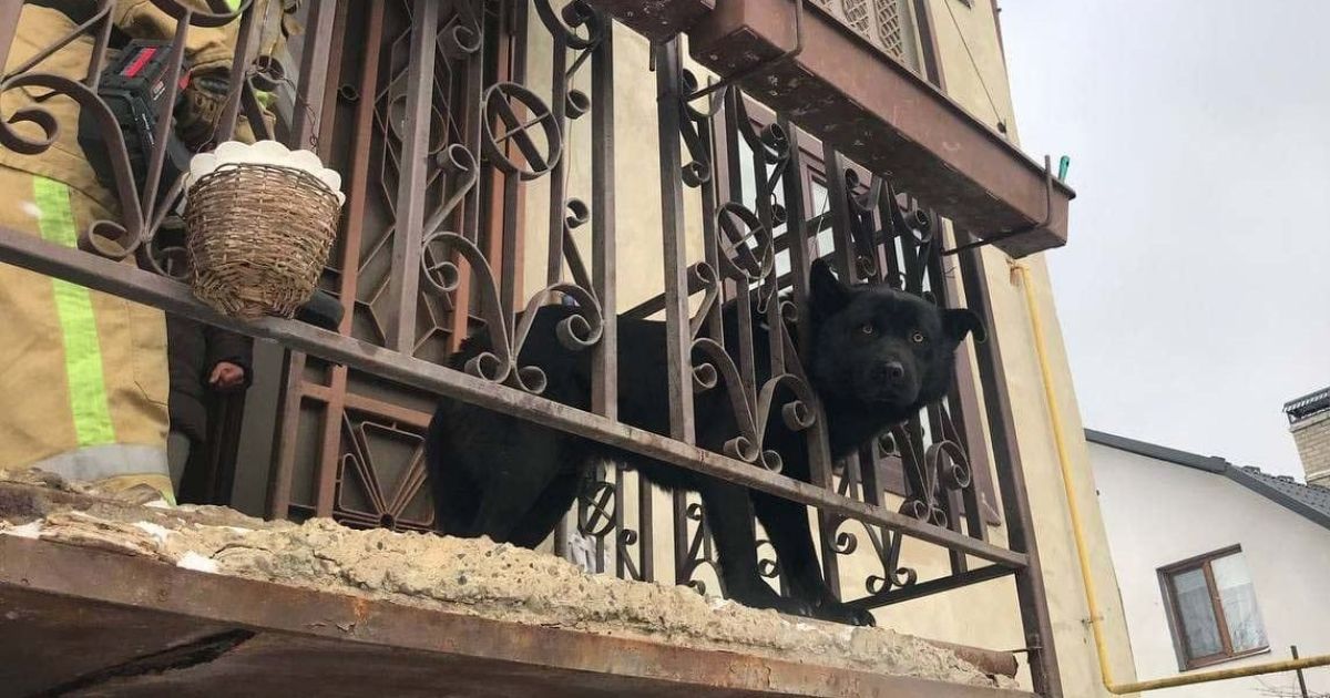 У Чернівцях пес застряг в металевій огорожі на балконі: викликали рятувальників