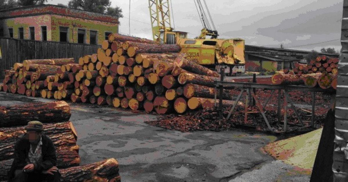 Афера на десятки миллионов: злоумышленники масштабно вырубали украинские леса и торговали с Азией