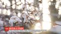 Квітень у грудні: у Львові зацвіли калина та жимолость