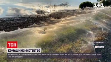 Новости мира: в штате Виктория миллионы насекомых сплели паутину, покрывшую побережье озера