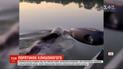Американцы во время рыбалки освободили медвежонка, который застрял головой в банке