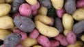 Які найкращі сорти картоплі
