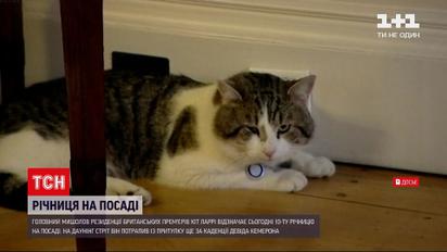 Новости мира: главный мышелов премьера Великобритании отмечает юбилей на посту
