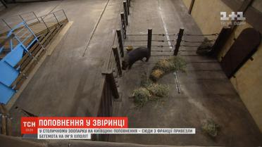 У зоопарк на Київщині привезли бегемота з Франції