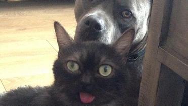 Странный кот-&laquo;хипстер&raquo; взорвал Сеть / © dailymail.co.uk