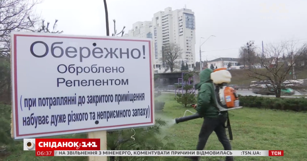 У Києві вигадали дієвий спосіб захистити ялинки від зрізання: відео