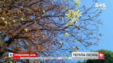 Які температурні рекорди фіксували цього дня та як природа реагує на теплу осінь