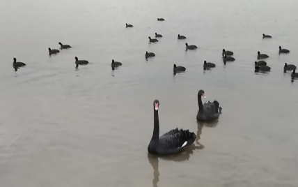 У Києві на озеро Вирлиця прилетіли чорні лебеді: відео