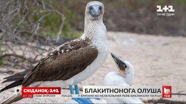 Интересные факты о морской птице голубоногой олуше – "Поп-наука"