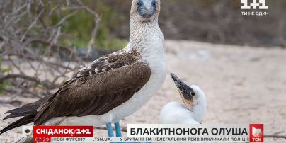 Интересные факты о морской птице голубоногой олуше – "Поп-наука"