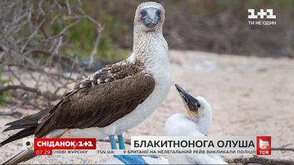 Интересные факты о морской птице голубоногой олуше – "Поп-наука"