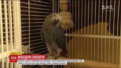 Возвращение блудного попугая. Сюжет ТСН помог хозяевам разыскать потерявшейся птицы