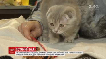 В столице к международному дню кошек начался весенний бал